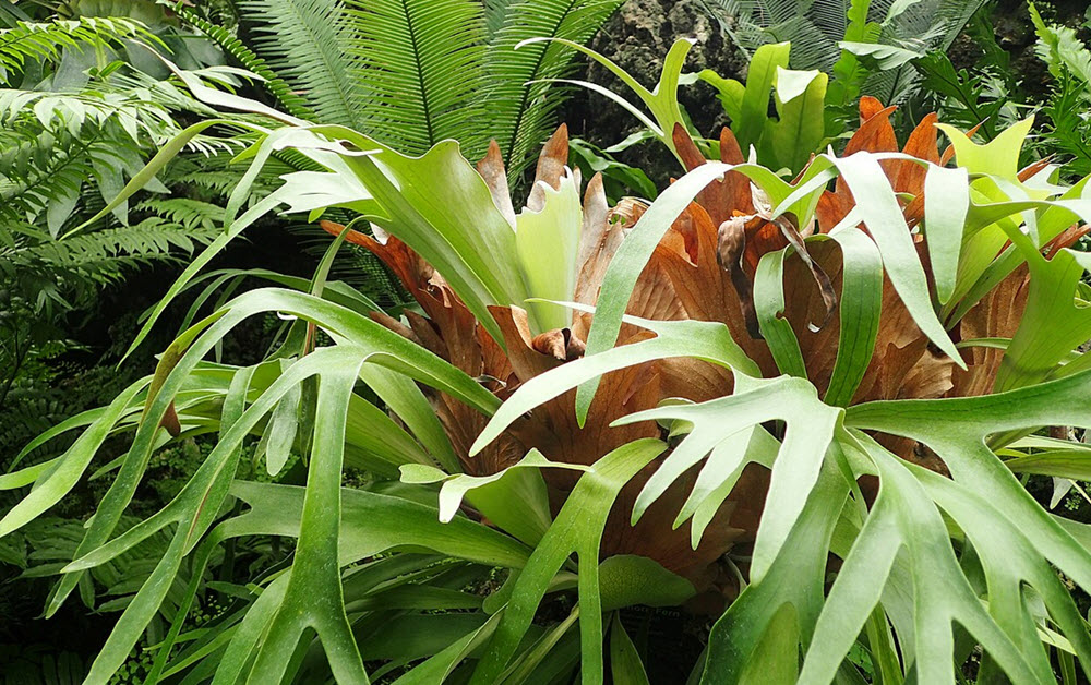 elkhorn fern